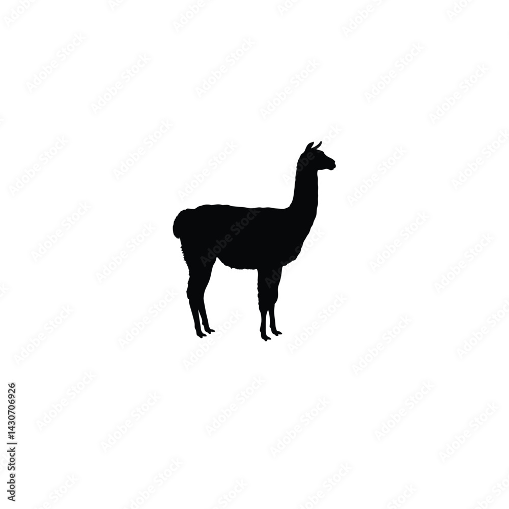 Fototapeta premium Llama silhouette on white background