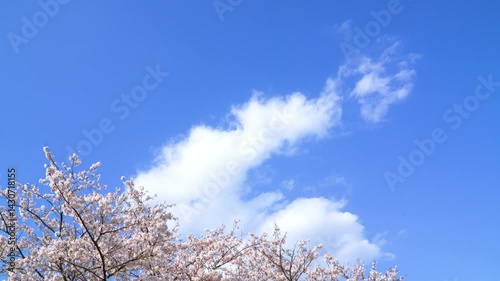 雲に空と桜の花