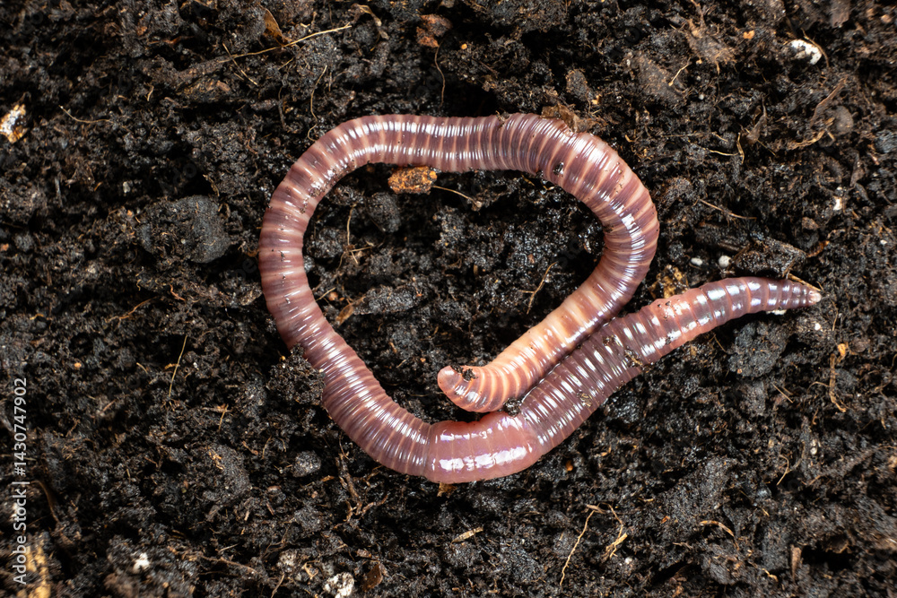 Fototapeta premium Macro Shot of Earthworm on Moist Soil Surface
