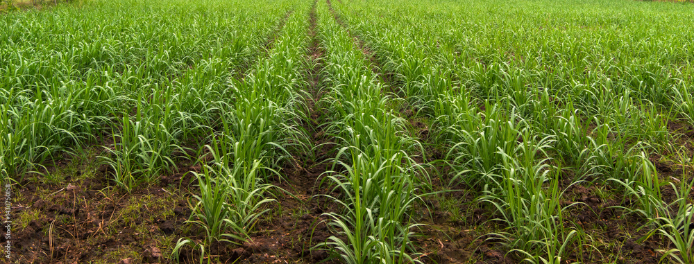 The green sugar cane with soil The green sugar cane with soil