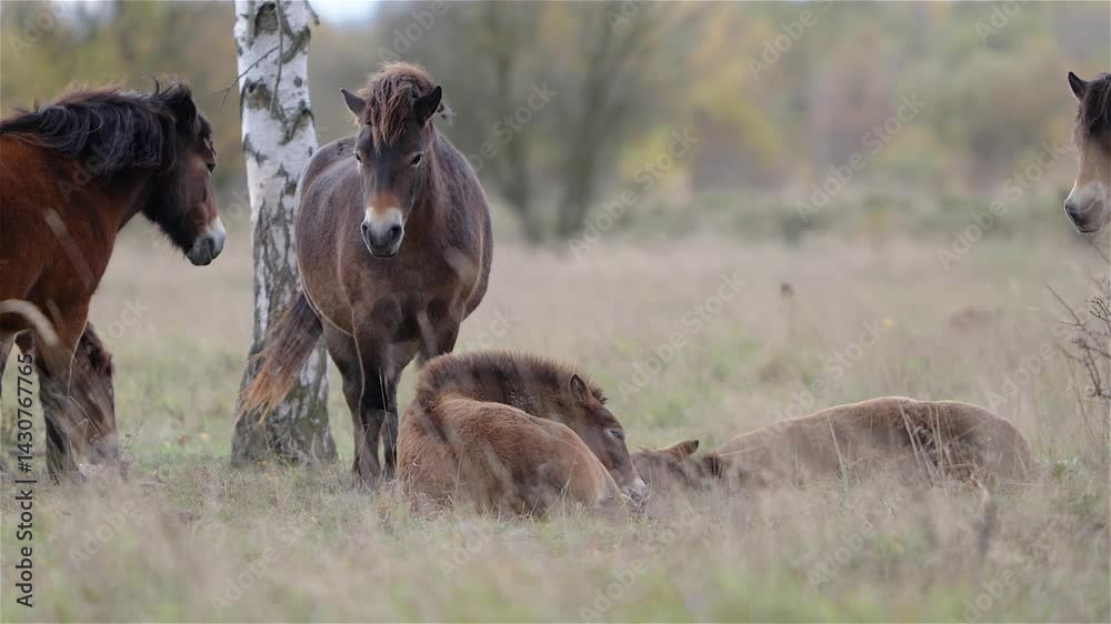 Wild Exmoor Ponies and Foals Resting in Grass Wild Exmoor Ponies and Foals Resting in Grass