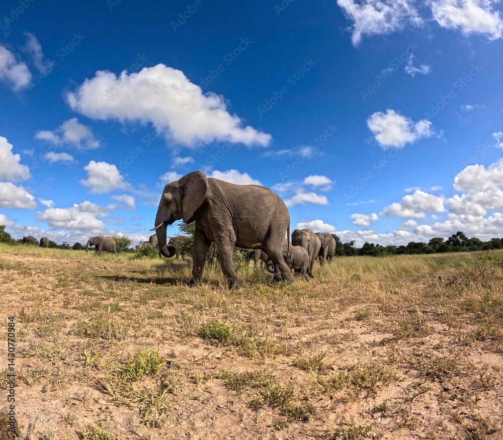 Fototapeta premium Kruger National Park in South Africa allows you to observe a variety of wild animals very closely, providing a unique African experience