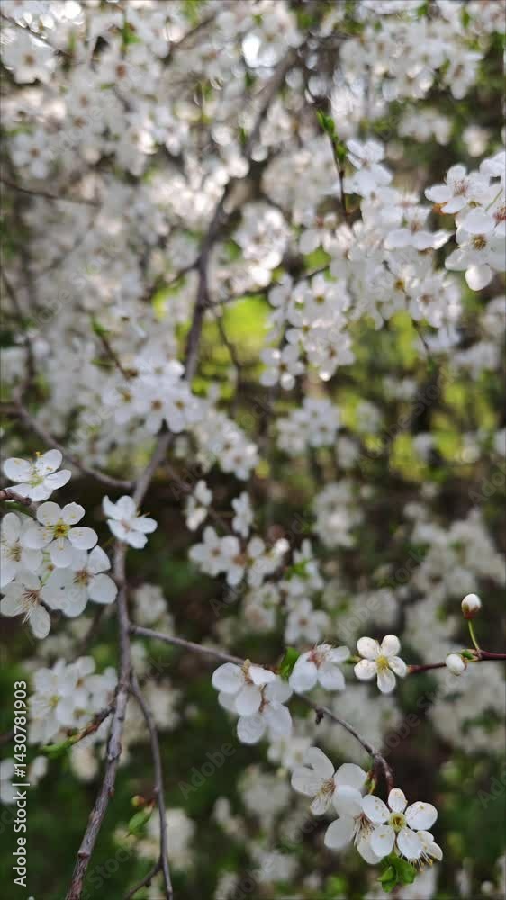 Cherry tree branches adorned with delicate white blossoms, basking in soft springtime rays Cherry tree branches adorned with delicate white blossoms, basking in soft springtime rays