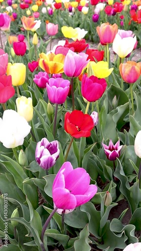 Blühende Tulpen auf einem Tulpenfeld in den Niederlanden