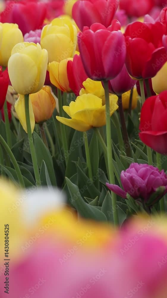 Blühende Tulpen auf einem Tulpenfeld in den Niederlanden