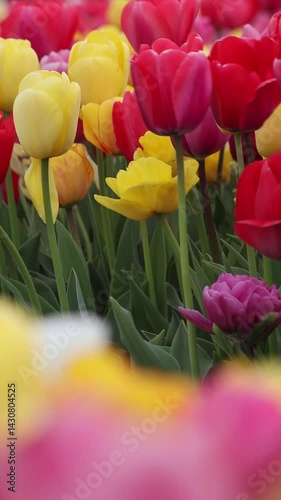 Blühende Tulpen auf einem Tulpenfeld in den Niederlanden