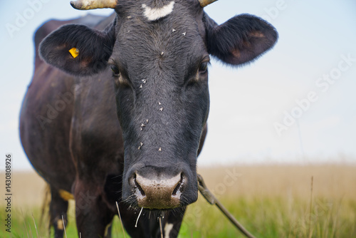 Obraz na płótnie A large black cow with a white spot on its forehead grazes in a field. w salonie