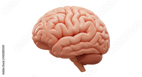 Isolated Human Brain Anatomical Model Side View