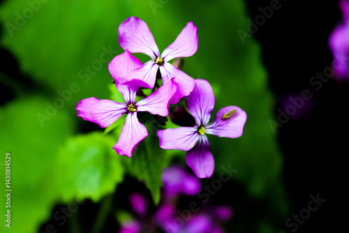 purple flowers in the garden