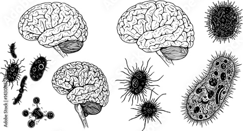 Collection of artistic brain and microorganism illustrations showcased in a black and white design, highlighting science and creativity. vector set
