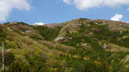 高峯の山桜_03 / Takamine Mountain Cherry Blossoms_03