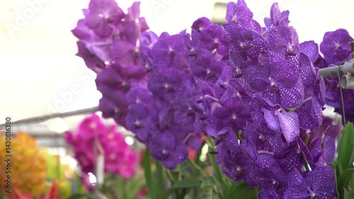 Beautiful flowers. Vibrant of summer garden flowers, Natural background with the beautiful orchids, beautiful flowers at Nursery orchids in Thailand. happiness, celebration, nature background concept.