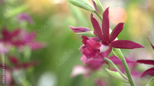 Beautiful flowers. Vibrant of summer garden flowers, Natural background with the beautiful orchids, beautiful flowers at Nursery orchids in Thailand. happiness, celebration, nature background concept.