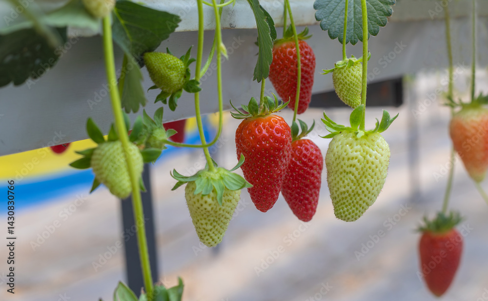 Fresh organic strawberry cultivation in greenhouse