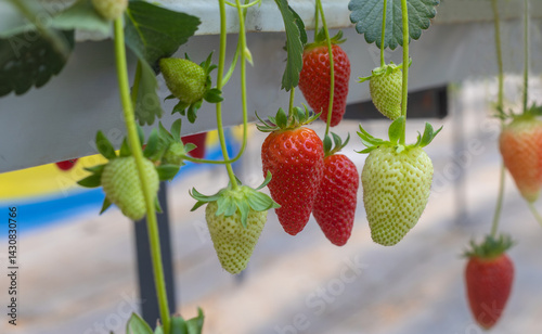 Obraz na płótnie Fresh organic strawberry cultivation in greenhouse w salonie