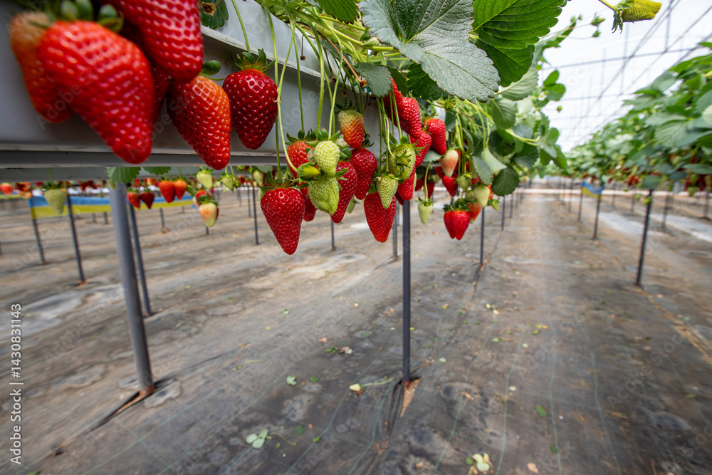 Fresh organic strawberry cultivation in greenhouse