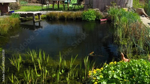 Root wastewater treatment plant as a garden pond. Relaxation zone with fish farming in an organic garden from above. Sustainable development in gardening and aquaculture.