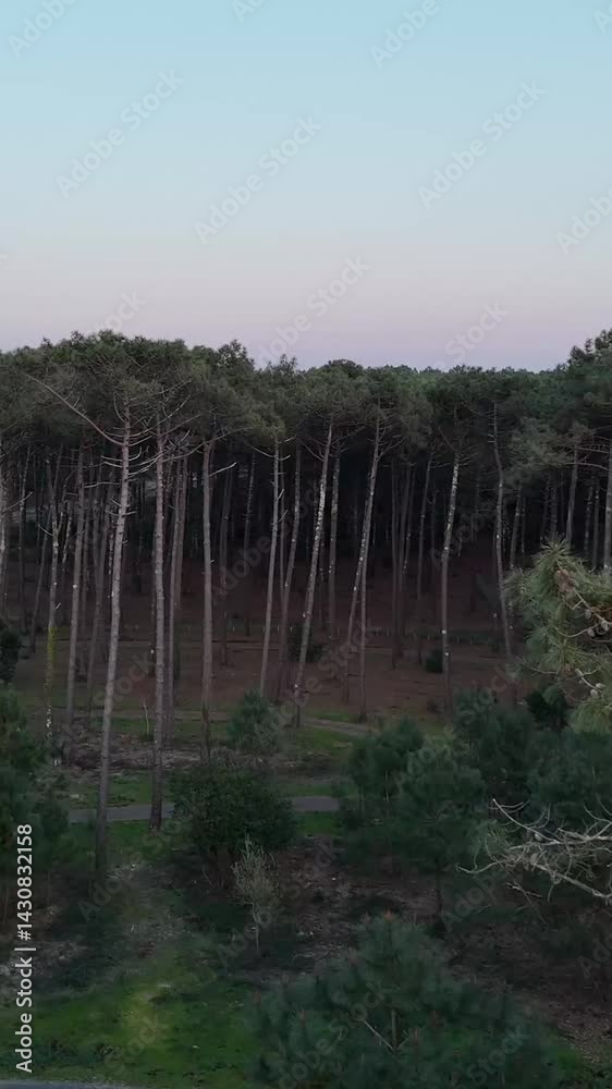 Recul au-dessus des pins landais format vertical 9:16