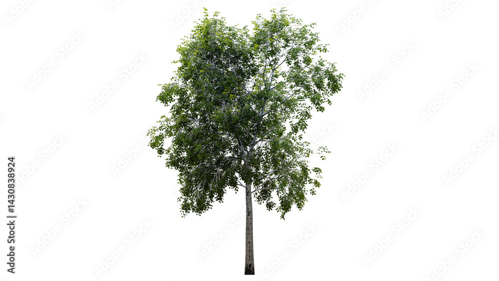 Fototapeta premium Tree