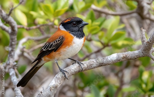 A colorful bird perched on a branch among green foliage. Focus on its beautiful feather detail
