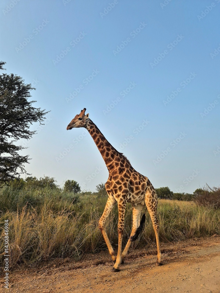 Obraz premium Animals in Nature