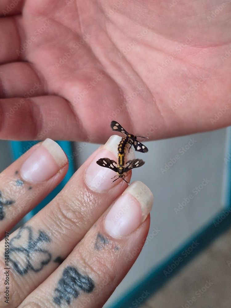 Obraz premium Spiders and insects