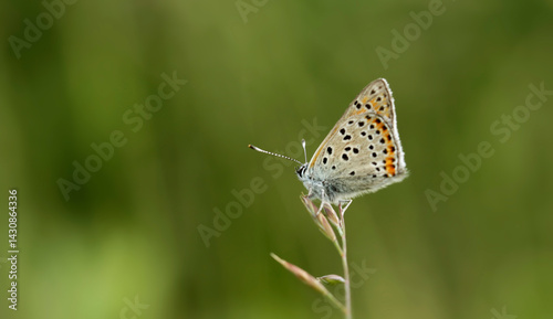 Lycaena thersamon. A butterfly in its natural environment. Beautiful macro photography.