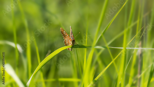 Melitaea diamina. A butterfly in its natural environment. Beautiful macro photography.