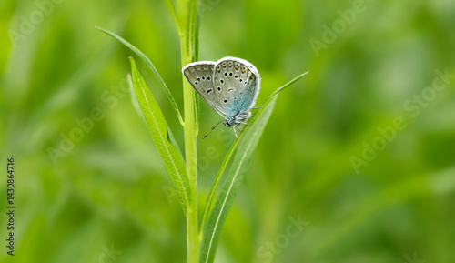 Polyommatus icarus. A butterfly in its natural environment. Beautiful macro photography.