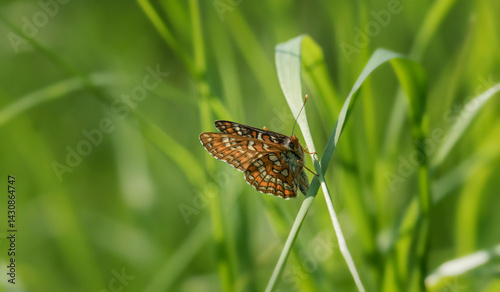 Melitaea diamina. A butterfly in its natural environment. Beautiful macro photography.