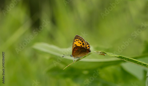 Argynnis adippe. A butterfly in its natural environment. Beautiful macro photography.