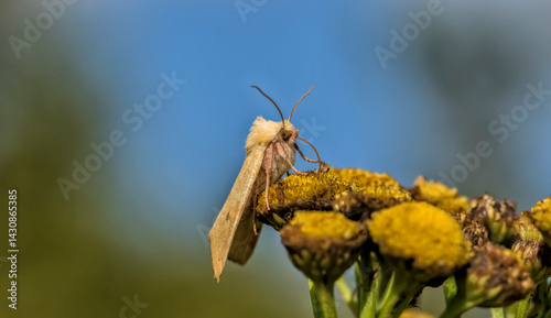 Enargia paleacea. A butterfly in its natural environment. Beautiful macro photography.