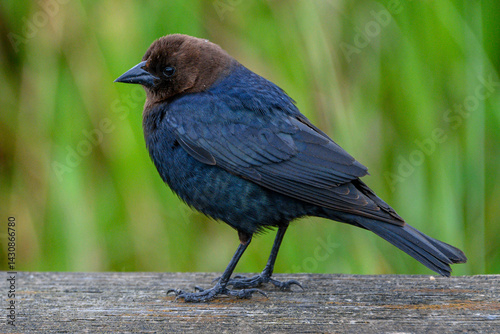 Brown-headed cowbird perched on a wooden railing in a lush green setting during daylight hours