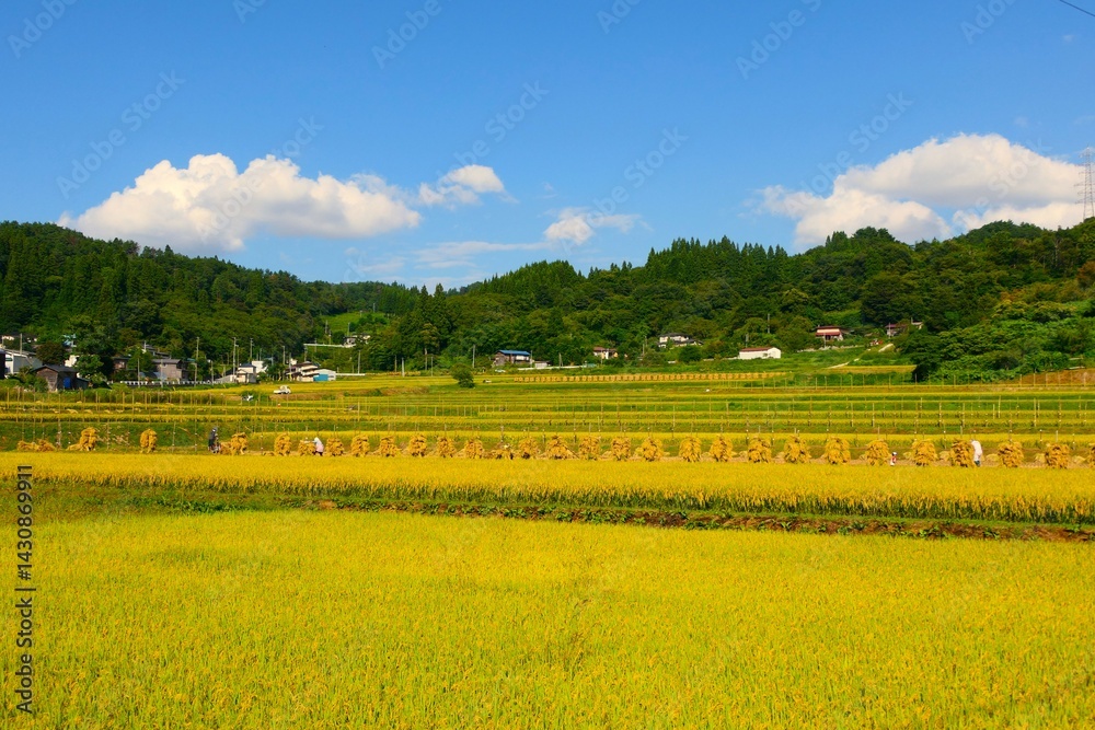 実りの秋、大蕨の棚。山辺、山形、日本。9月中旬。
