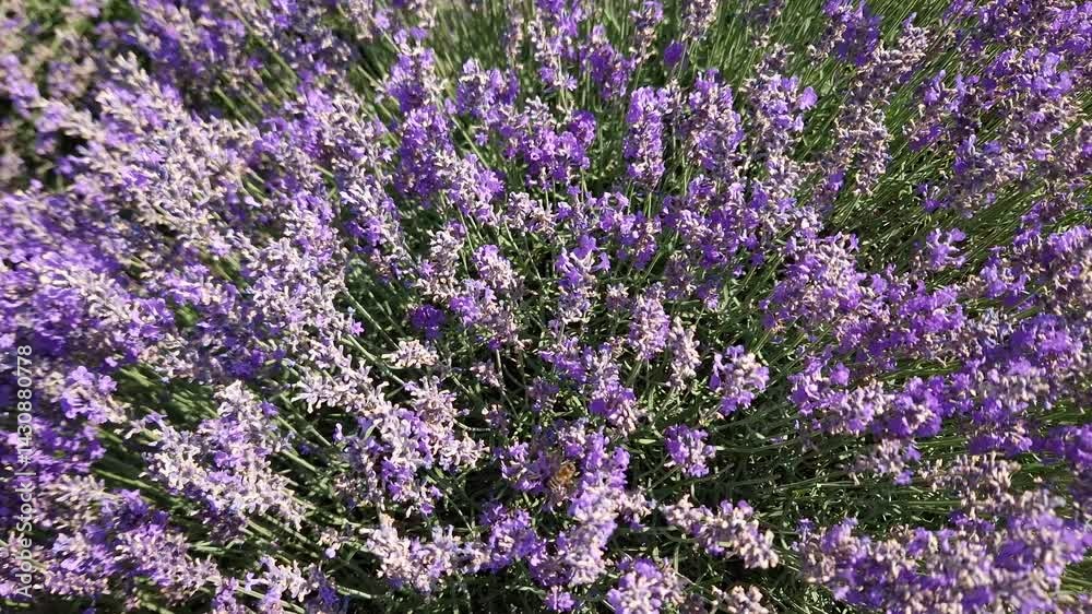 Bush of the blooming lavender on field in sunny day Bush of the blooming lavender on field in sunny day