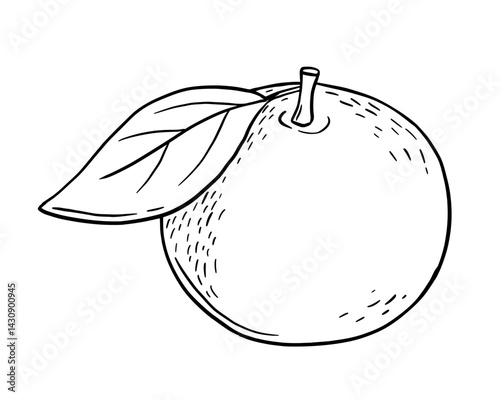 Hand drawn sketch of tangerine fruit. Vector isolated illustration. Engraved style drawing.