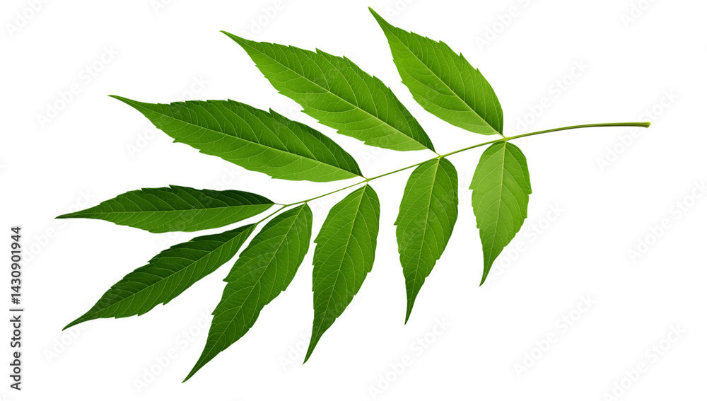 A branch with several green leaves attached to it against a transparent background in a close up view png A branch with several green leaves attached to it against a transparent background in a close up view png