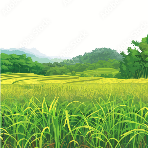 Ricefield illustration 