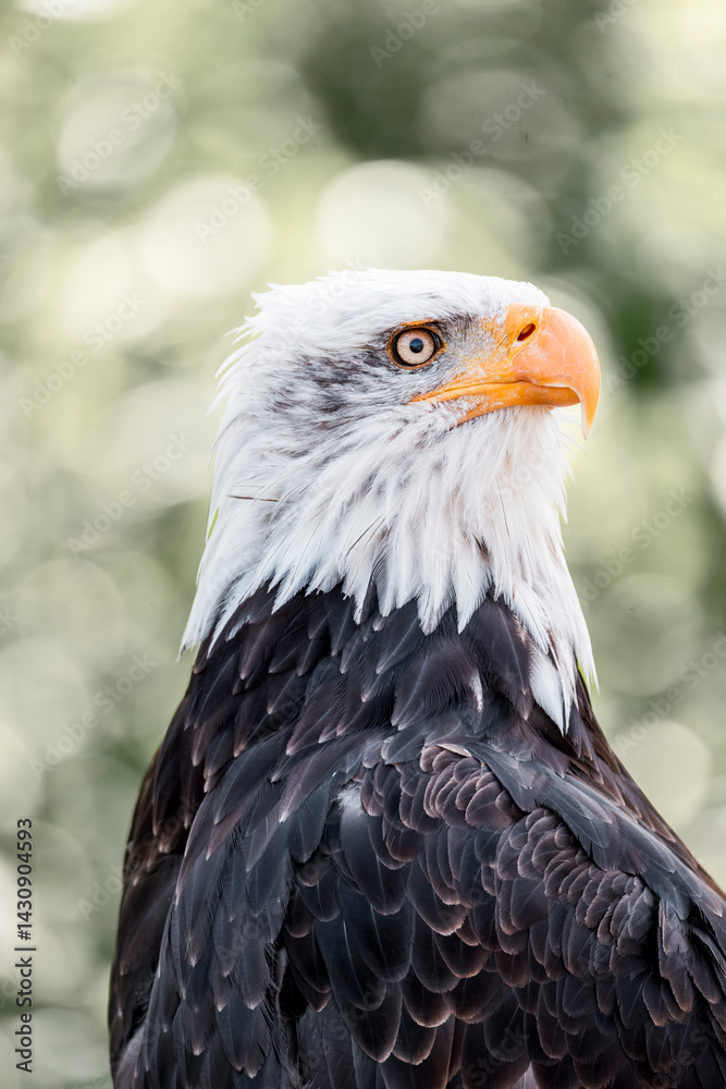 Fototapeta premium bald eagle bird of prey portrait pretty close up animal avian 