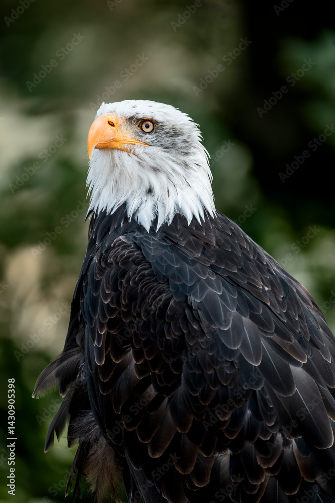 Fototapeta premium bald eagle bird of prey portrait pretty close up animal avian 
