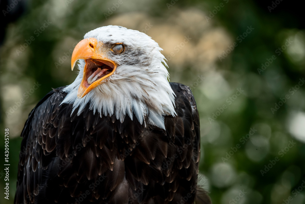 Obraz premium bald eagle bird of prey portrait pretty close up animal avian 