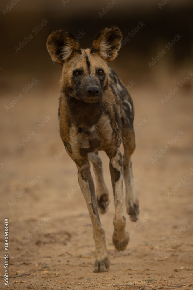 Fototapeta premium African wild dog leans while crossing sand
