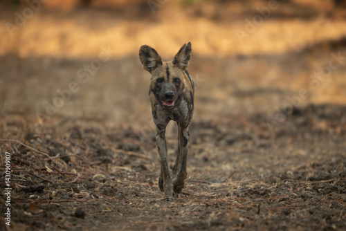 Photography African wild dog approaches camera in clearing
