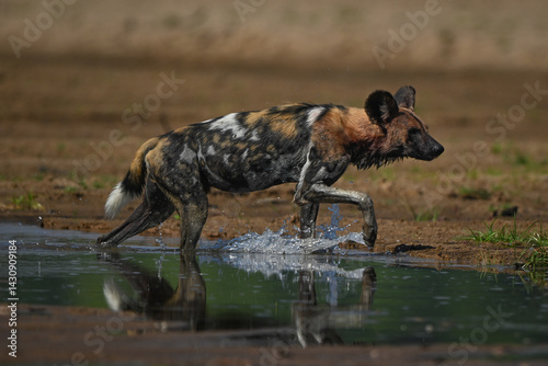 African wild dog crosses river lifting forepaw