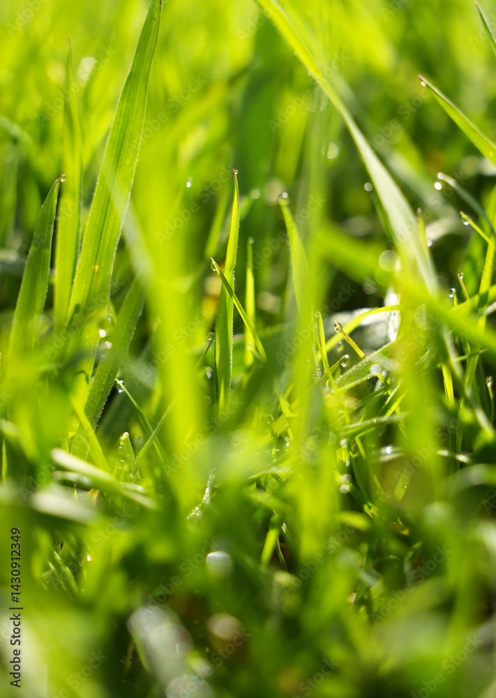 Obraz premium Close-up view of vibrant green grass with sunlight shining through in a peaceful outdoor setting