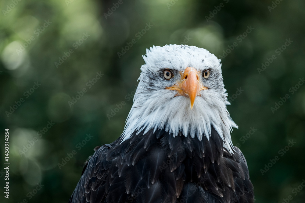 Obraz premium bald eagle bird of prey portrait pretty close up animal avian 