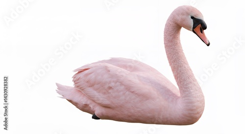 Fototapeta Naklejka Na Ścianę i Meble -  Pink swan image against white background