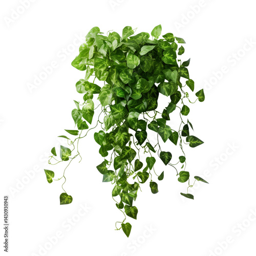 A hanging plant with green leaves cascading down against a dark background in a studio shot png