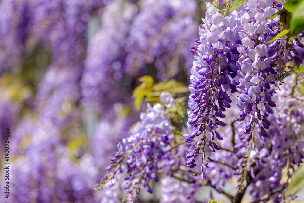Selective focus of purple flowers Wisteria sinensis or Blue rain, Chinese wisteria is species of flowering plant in the pea family, Its twisting stems and masses of scented flowers in hanging racemes.