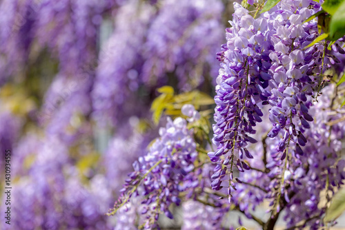 Obraz na płótnie Selective focus of purple flowers Wisteria sinensis or Blue rain, Chinese wisteria is species of flowering plant in the pea family, Its twisting stems and masses of scented flowers in hanging racemes. w salonie